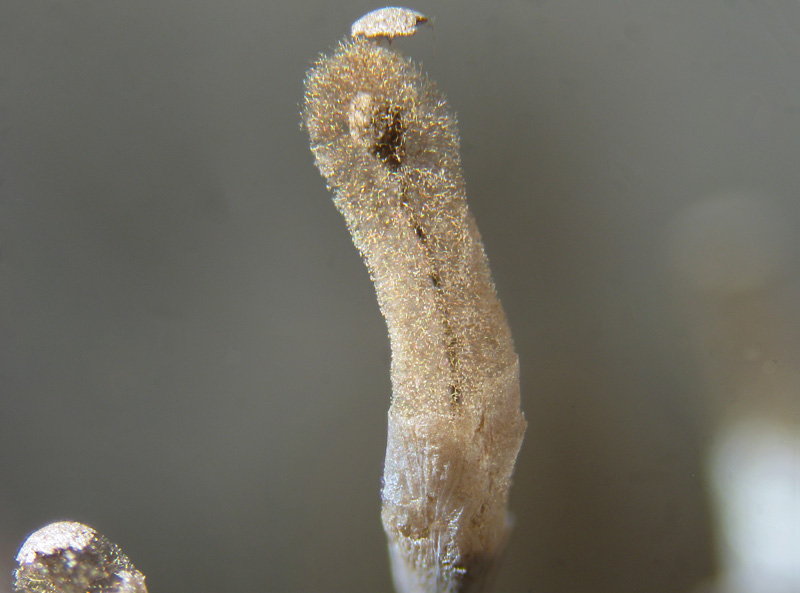 Stemonitopsis typhina